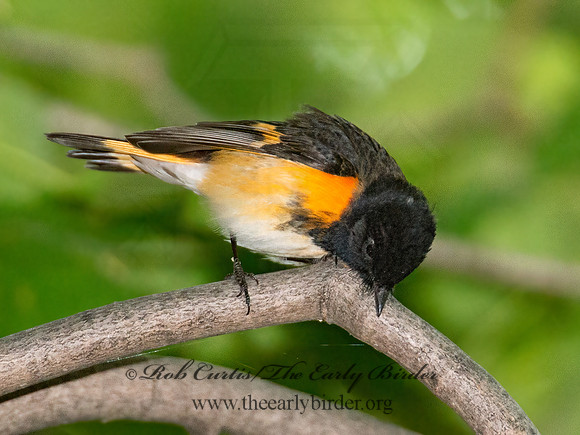 Setophaga ruticilla  AMERICAN REDSTART 9005120z