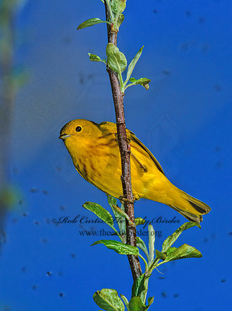 Setophaga petechia  YELLOW WARBLER 1272005z