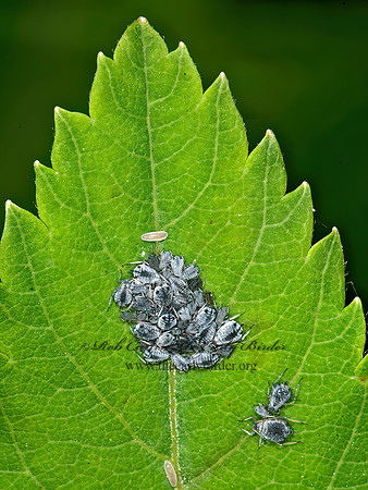 Aphis  GRAY APHID 8034933z