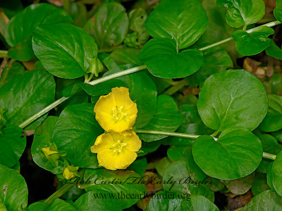 Lysimachia nummularia  MONEYWORT 3021822z