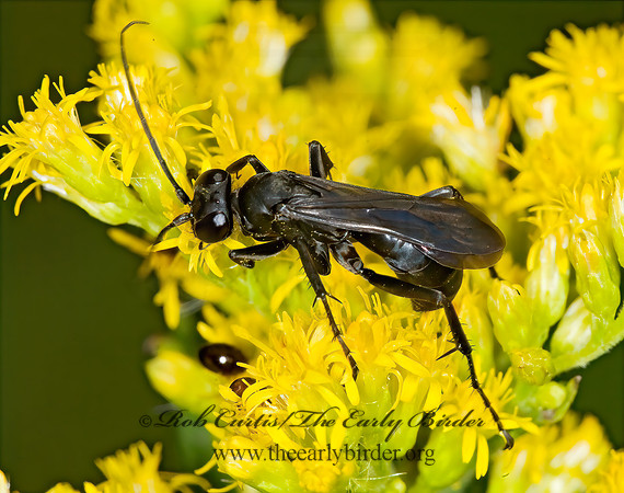 Anoplius  POMPILINI SPIDER WASP 6014555z