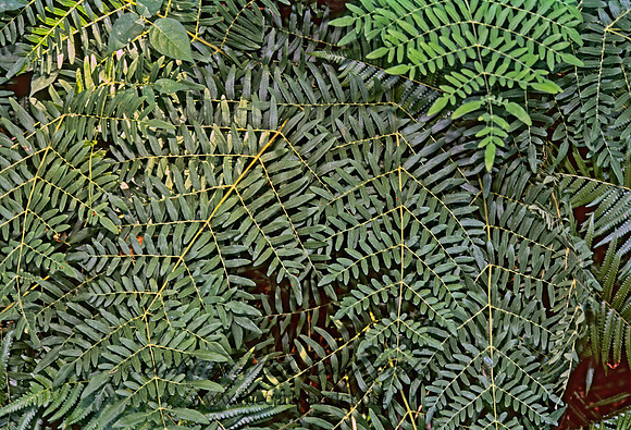 Osmunda regalis spectabilis  ROYAL FERN273221z