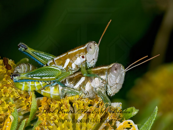 Paraidemona  SPUR-THROATED GRASSHOPPER 7006102z