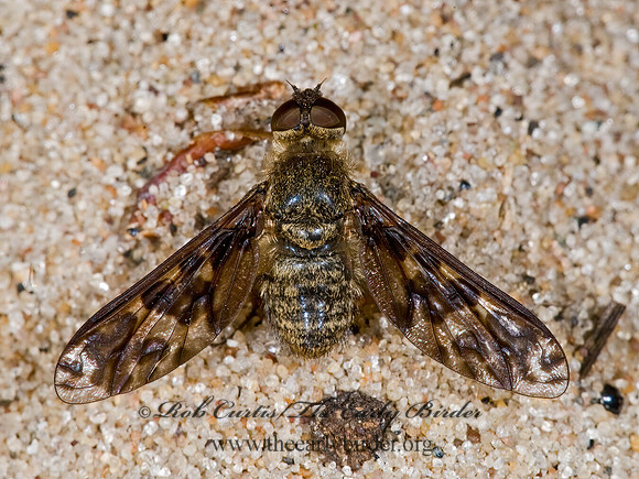 Dipalta serpentina  VILIINI BEE FLY 7015521z