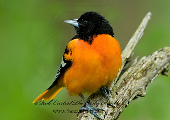 Icterus galbula  BALTIMORE ORIOLE  6004687z