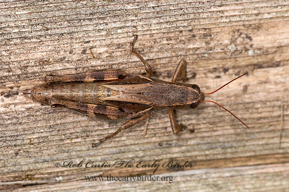 Melanoplus walshii  WALSH'S SHORT-WINGED GRASSHOPPER 3014946z