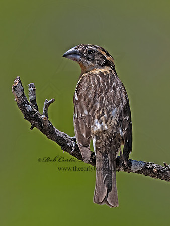 Pheucticus melanocephalus  BLACK-HEADED GROSBEAK 3036837z