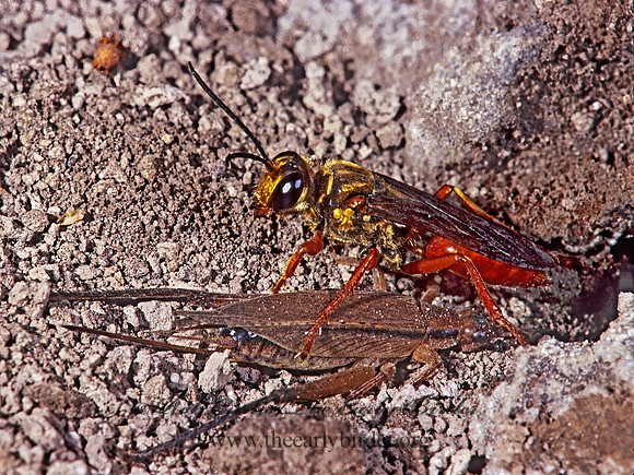 Sphex jamaicensis 251102z