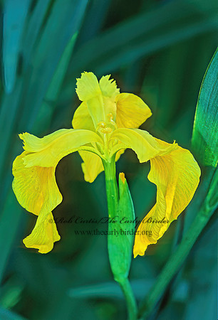 Iris pseudocorus  YELLOW IRIS 185119z