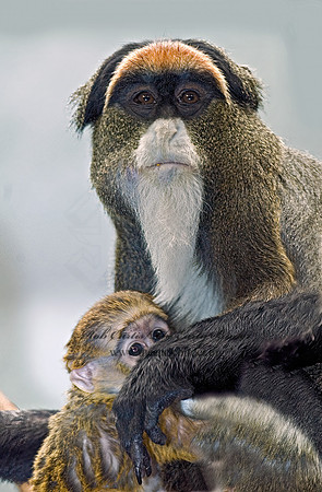 Cercopithecus neglectus  DEBRAZZA'S MONKEY 6018538z