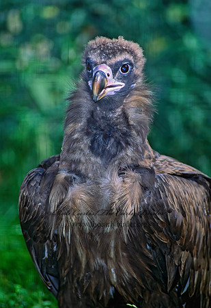 Aegypius monachus  CINEREOUS VULTURE 79227-1z