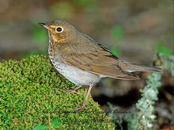 Catharus ustulatus  SWAINSON'S THRUSH 188612z