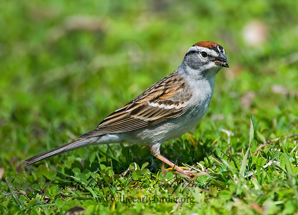 Spizella passerina  CHIPPING SPARROW 7016043z