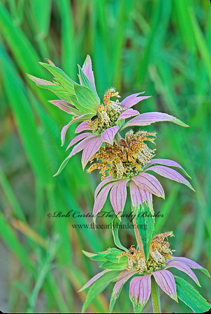 Monarda puncata  SPOTTED BEE BALM 243904z