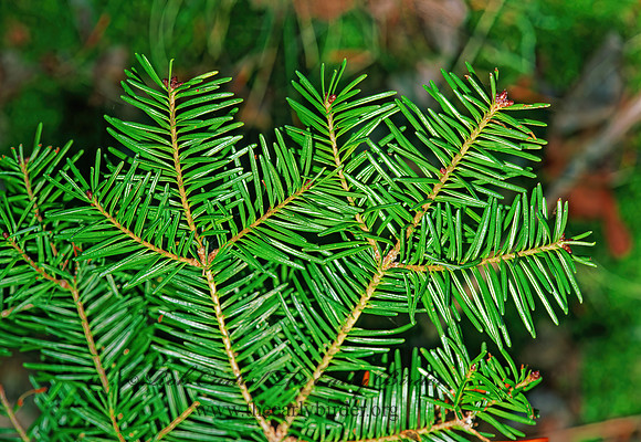 Abies balsamea  BALSAM FIR 211508z
