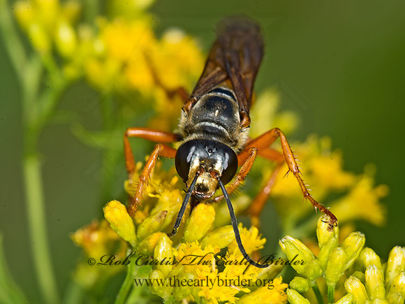 Sphex ichneumoneus  GREAT GOLDEN DIGGER WASP 9040618z