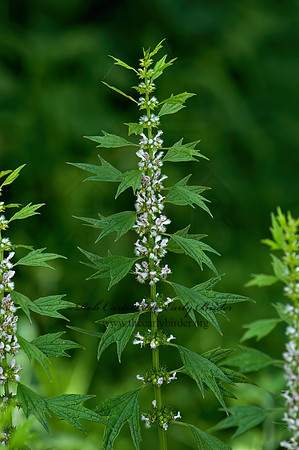 Leonurus cardiaca  LION'S TAIL 5008992z