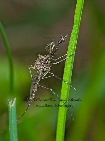 Aedes vexans~  FLOODWATER  MOSQUITO 6016098 Mz