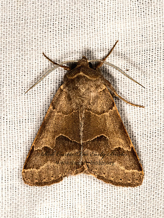 Cissusa valens  VIGOROUS CISSUSA MOTH 3038015z