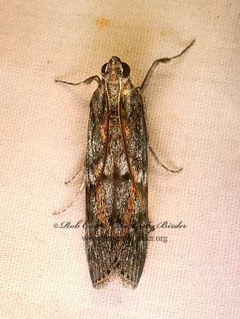 Cactobrosis fernaldialis BLUE CACTUS BORER MOTH 94516-1 z