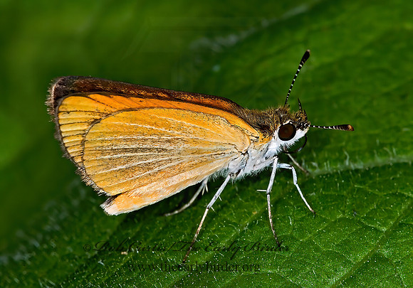 Ancyloxypha numitor - LEAST SKIPPER 6011745z