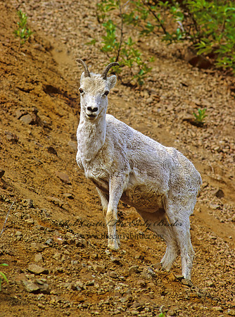 Ovis dalli  DALL SHEEP 235531z