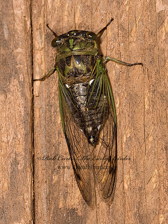 Neotibicen pruinosus  SCISSCORS GRINDER 8016612z