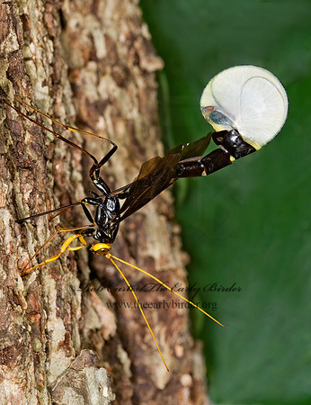 Megarhyssa atrata 8006122 Fz