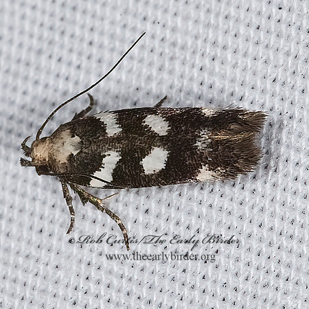 Filatima arizonella ARIZONA TWIRLER MOTH 7008622z