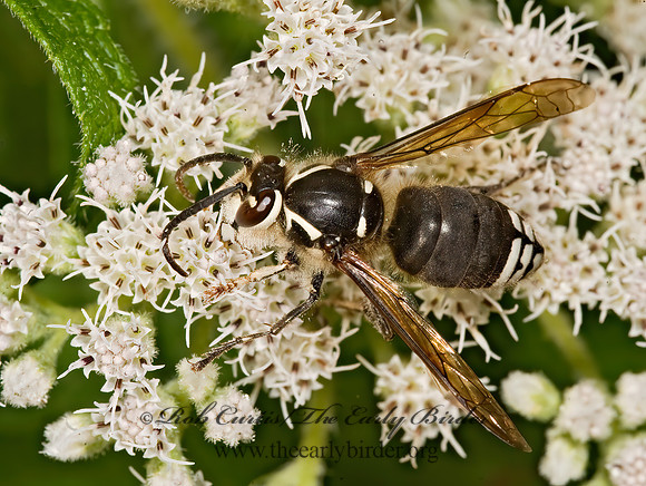 Dolichovespula maculata  BALD-FACED HORNET  8016893z