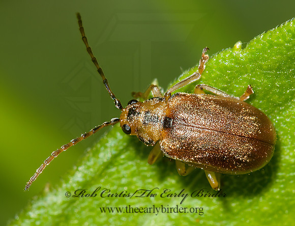 Pyrrhalta viburnum  VIBURNUM LEAF BEETLE 3014359z