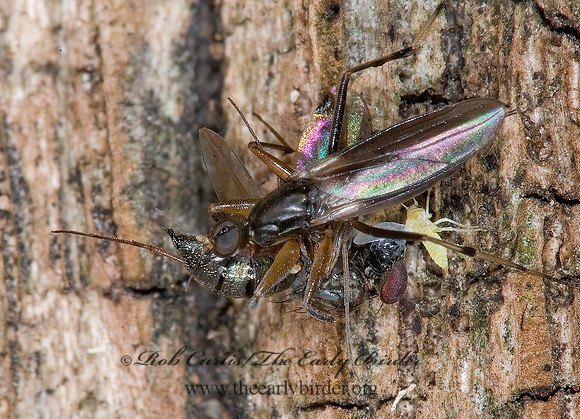 Tachypeza  HYBOTID DANCE FLY 6016422z
