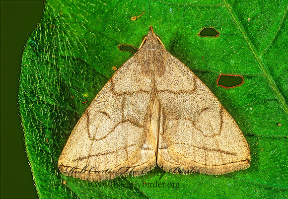 Zanclognatha pedipilalis GRAYISH ZANCLOGNATHA 1112031z