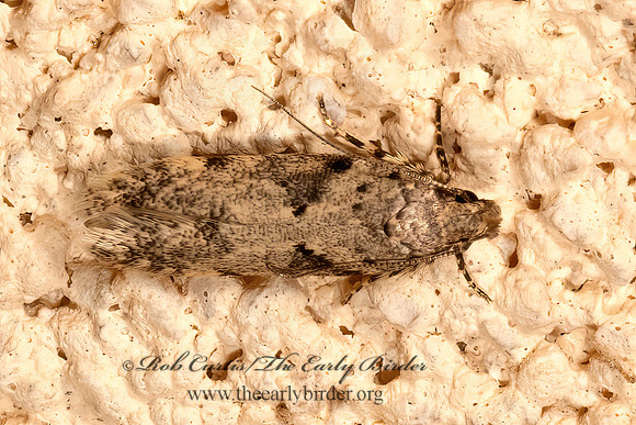 Faculta  TWIRLER MOTH 3036309z