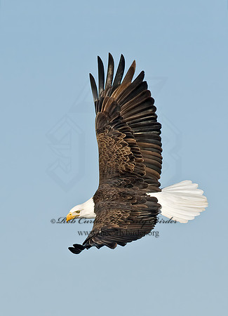 Haliaeetus leucocephalus  BALD EAGLE 8010112z