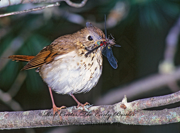 Catharus guttatus  HERMIT THRUSH 177315z