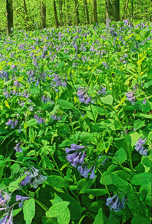 Mertensia virginica  VIRGINIA BLUEBELL 265327z
