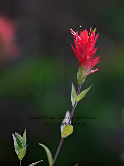 Castilleja miniata  GIANT RED INDIAN PAINTBRUSH 6036800z