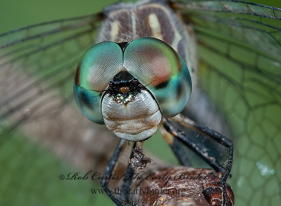Pachydiplax longipennis BLUE DASHER 5011461