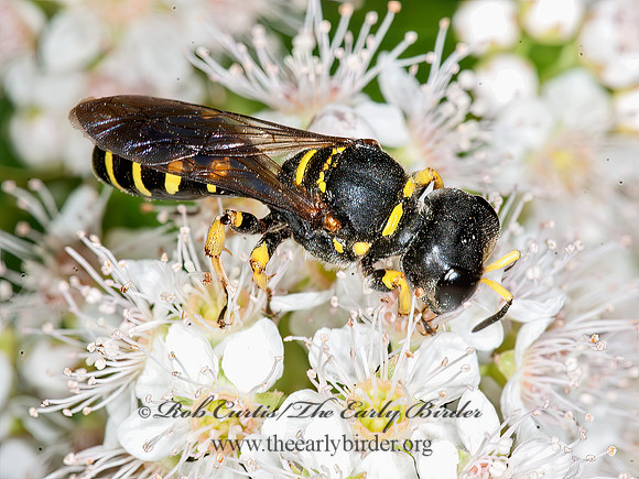 Ectemnius arcuatus  CRABRONINI WASP 8035066z