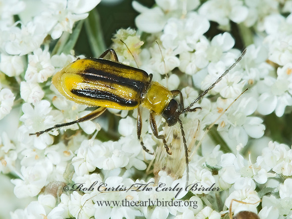 Diiabrotica vergifera 5001306z