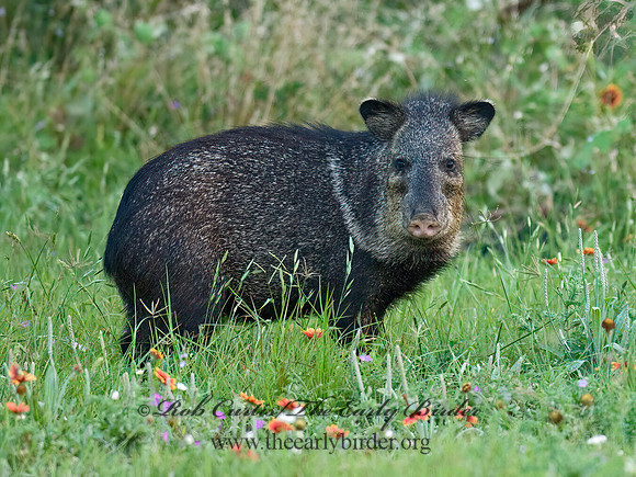 Tayassu angulatus  JAVELINA 6022724z