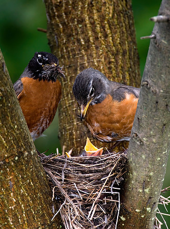 Turdus migratorius  AMERICAN ROBIN 6005541z