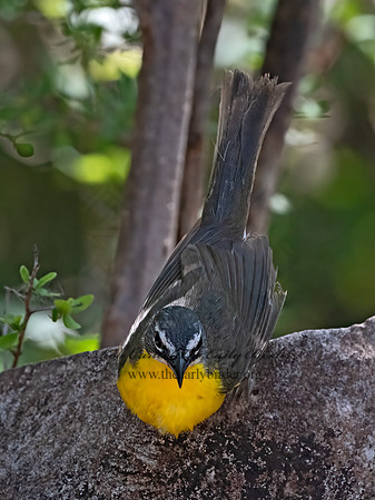 Icteria virens  YELLOW-BREASTED CHAT 3039806z