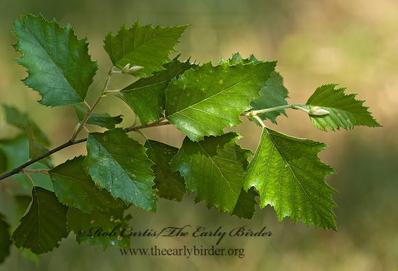 Betula nigra  RIVER BIRCH 5009978 z