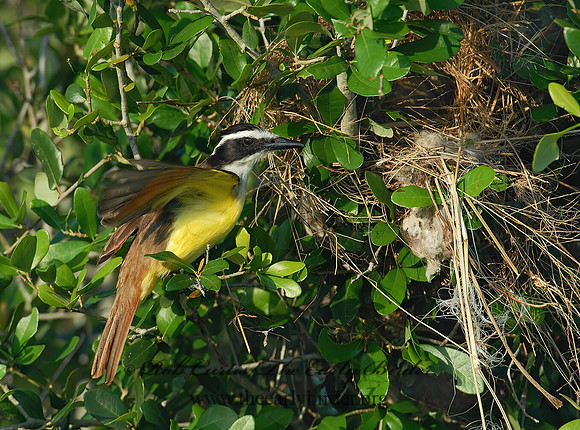 Pitangus sulphuratus  GREAT KISKADEE 6023169z