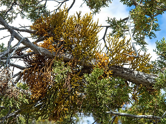 Phoradendron juniperinum  JUNIPER MISTLETOE 9054832z