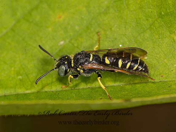 Philanthus  politus  BEEWOLF 9047585z