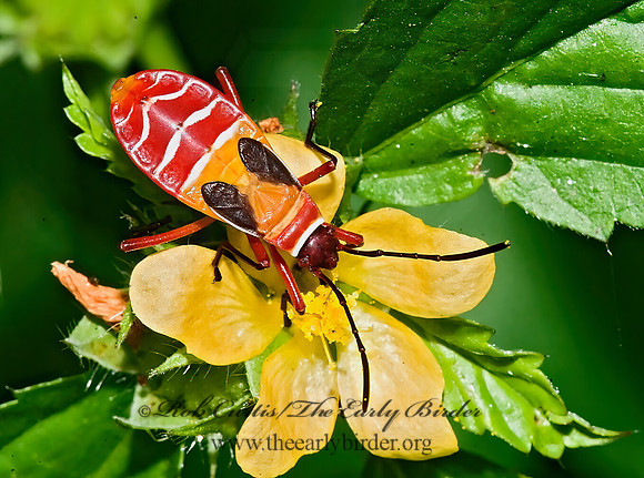 Dysdercus concinnus 6023580z