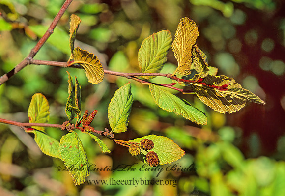 Alnus crispa  MOUNTAIN ALDER 212230z